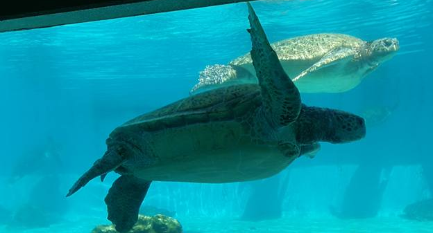 Turtle in Okinawa