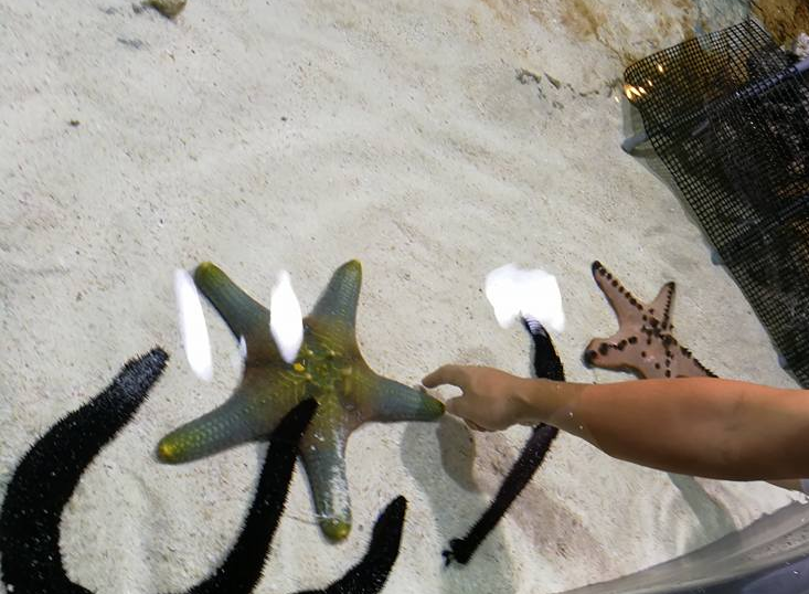 Star fish from Okinawa Churaumi Aquarium