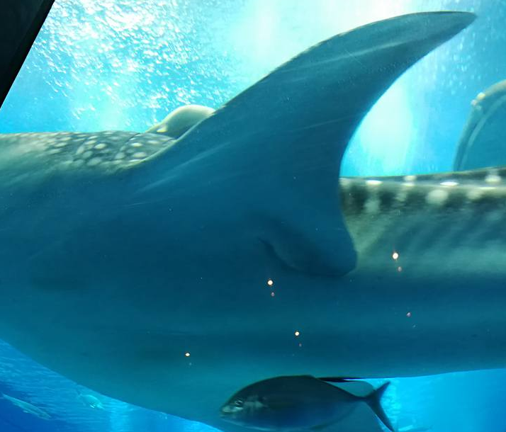 whale shark in okinawa