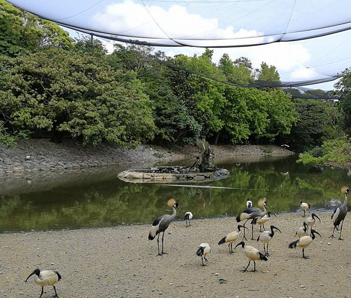 animals in Neo Park Okinawa