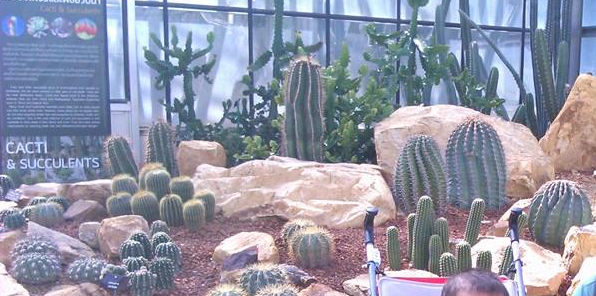 From small to giant cactuses of queen sikirit botanical garden