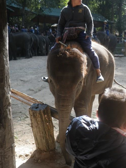 Maesa Elephant Camp Chiang-Mai Thailand.