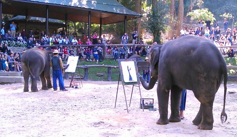 Elephants painting at Maesa Elephant Camp.