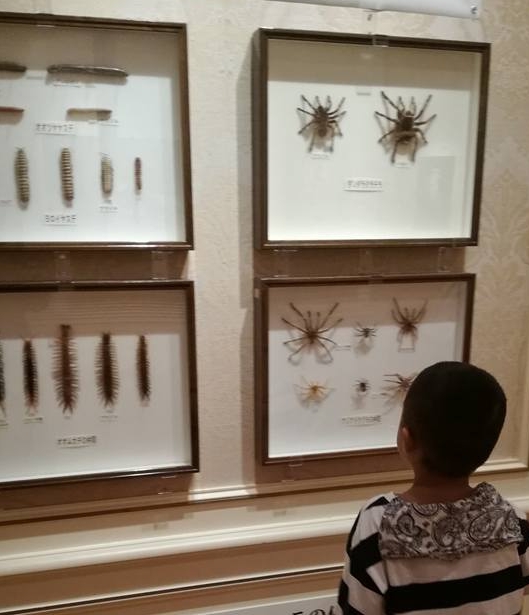 Preserved spider and scorpion from Huis Ten Bosch