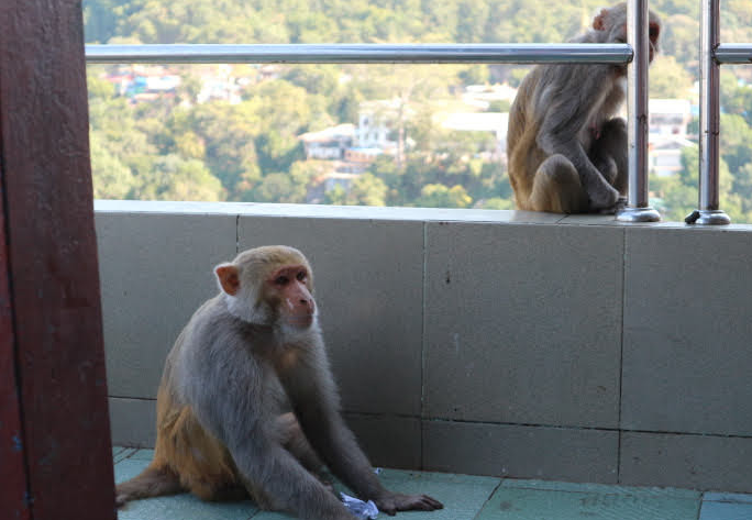 The monkeys of Mount Popa.