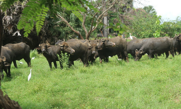 THe carabaos pasturing at the bathing place.