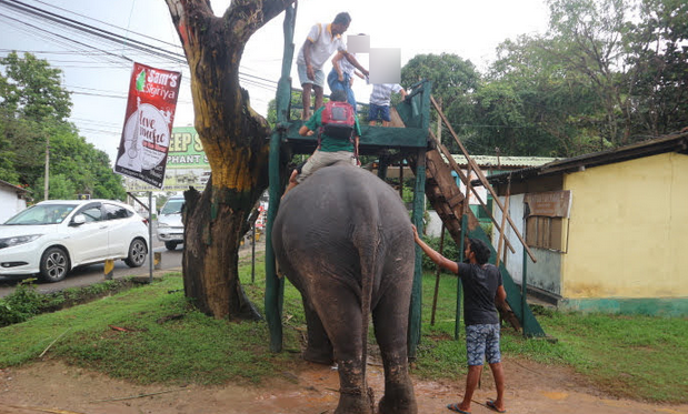 Elephant ride at Dambulla Sri Lanka.