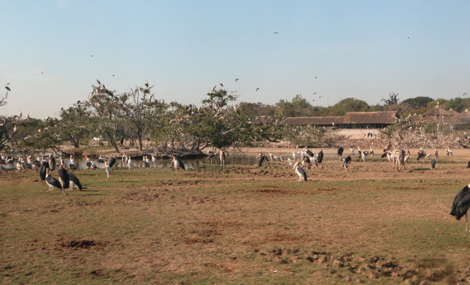 Passed by this bird park at Safari World Thailand.