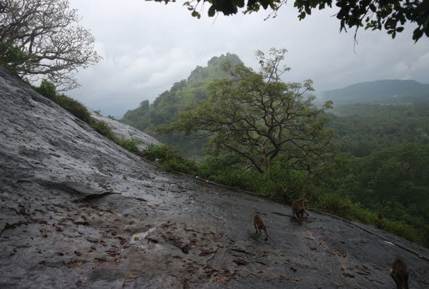 Wild monkeys of Dambulla.