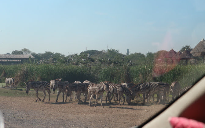 The zebras at Safari world Thailand.