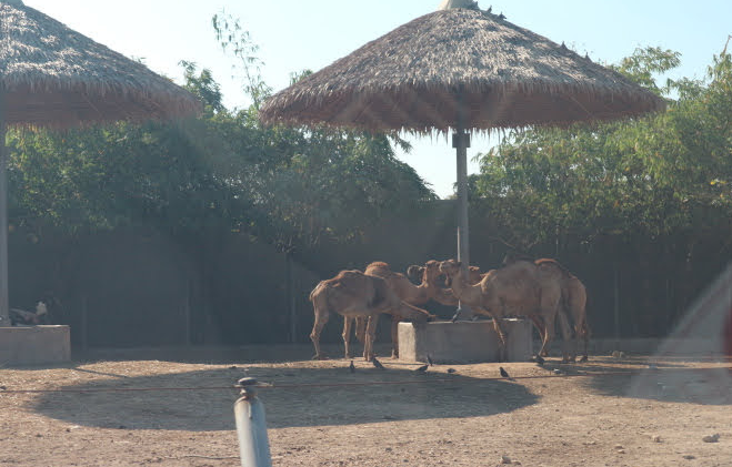 The camels of Safari World.