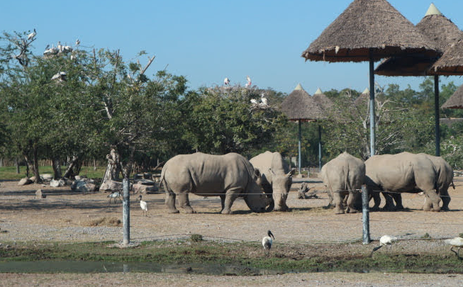 We have seen a group of Rhinoceros of Safari World.