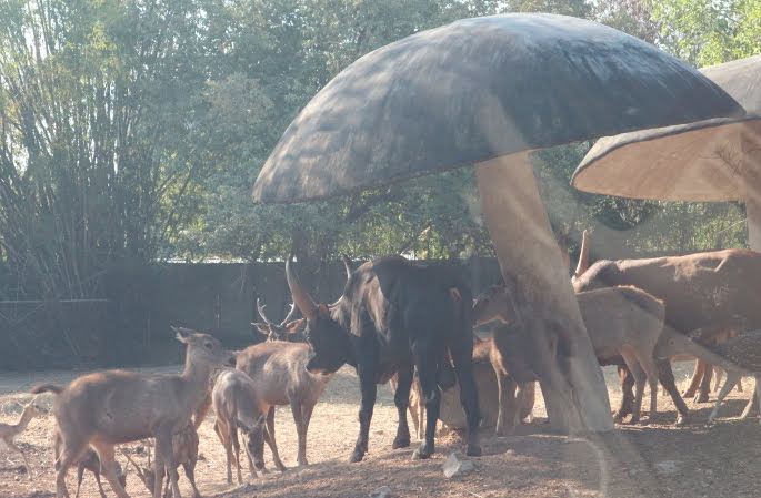 The deer of Safari Thailand.