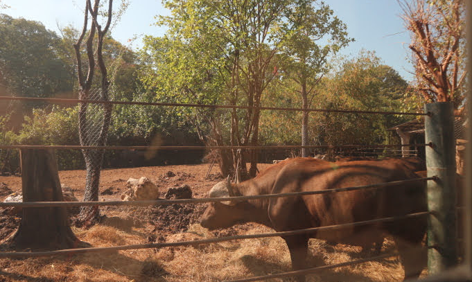 The bull of Safari World Thailand.