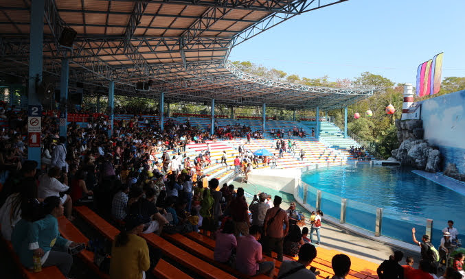 The dolphin Show of Safari Thailand.