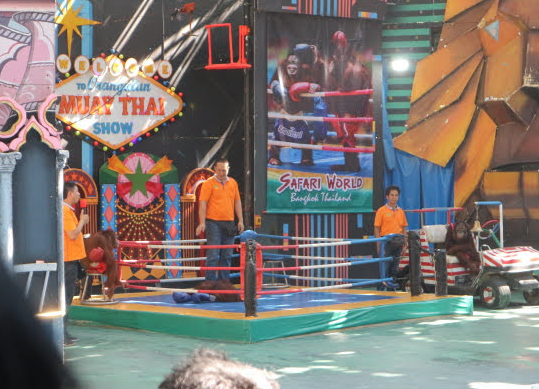 The boxing orangutan show of Safari Thailand.