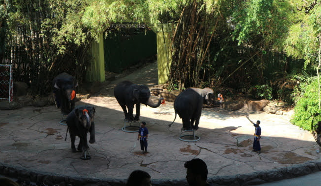 The elephant show of Safari Thailand.