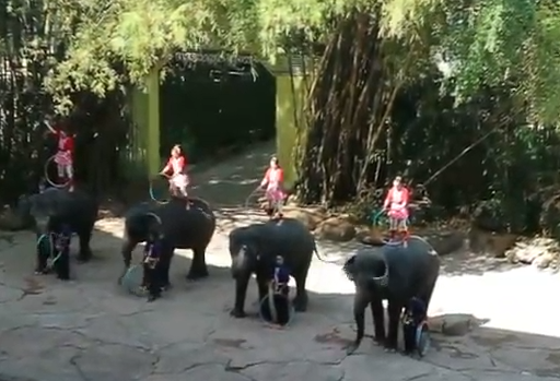 The segment of elephant show dencing with its respective cheer leader.