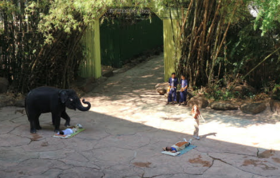 Two volunteers for the elephant show of Bangkok Thailand, Safari World.