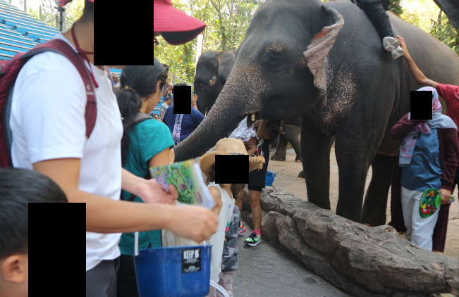 Feeding time of elephants at Safari World Bangkok Thailand.