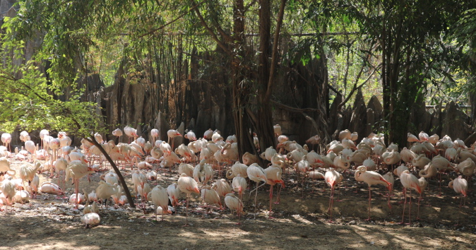 The flamingos of Safari world.