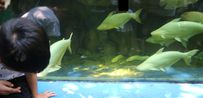 The fish of Safari world Thailand.