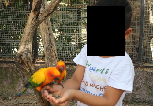 Feeding the birds at Safari world Thailand.