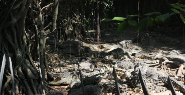 The alligator of Safari World Thailand.