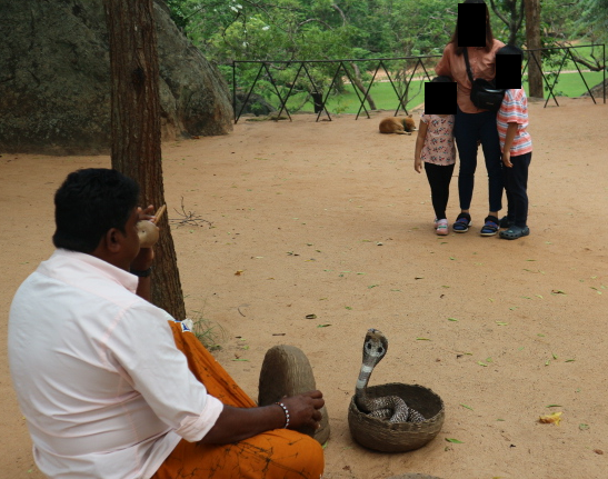 The python show at Sigiriya Rock.