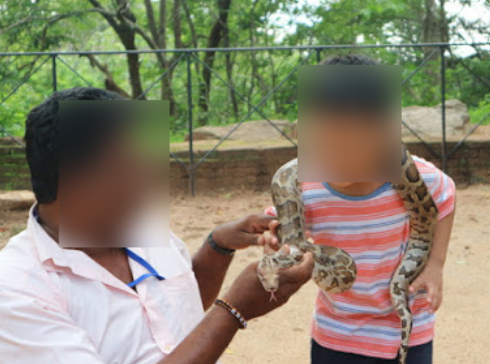 A python from Sigiriya rock.