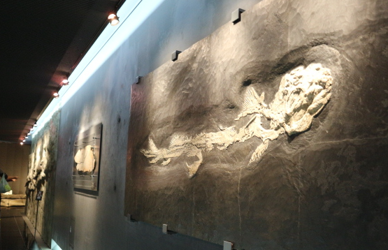 The fossils at the basement of the museum.