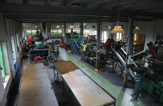 The grinding department of Damro Tea Factory.