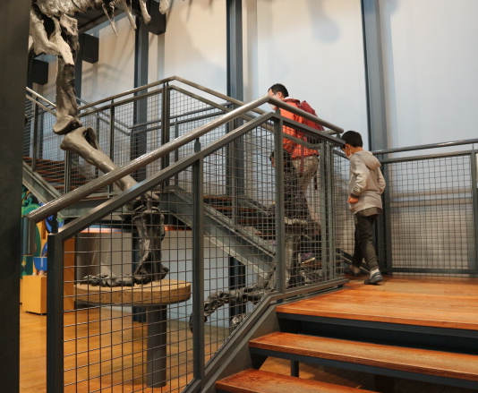 The anatomy of one huge dinosaur can see at the dino lab of the museum.