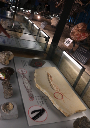 Marine fossils from the museum.