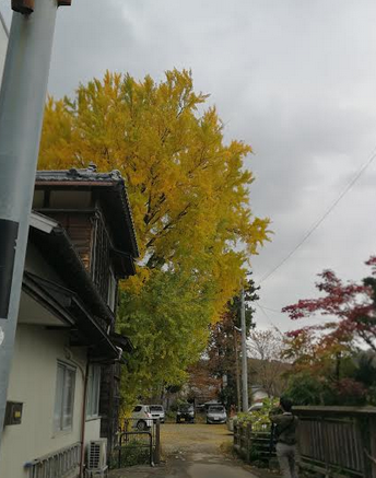 Eye cathing yellow tree outside the Yahiko Park.