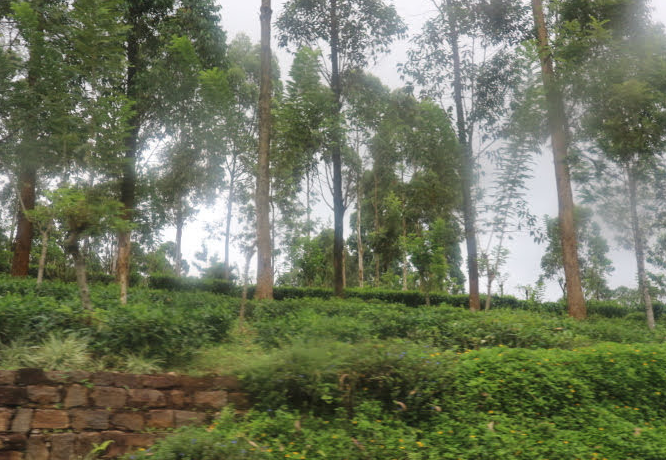 THe mountain view to Eliya Sri Lanka.