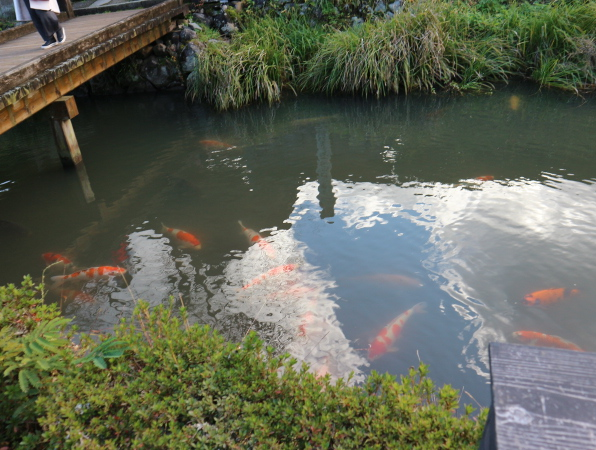 The fish at the Asakura Residencce.