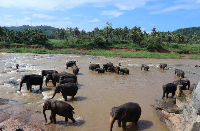 The Pinnawala Elephant orphanage Sri Lanka river.